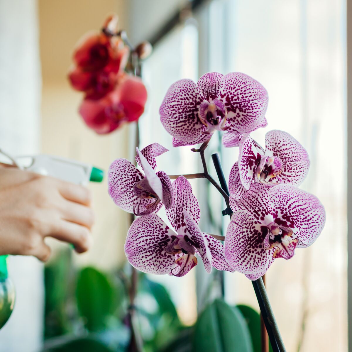 Comment arroser une orchidée d'intérieur ? : Femme Actuelle Le MAG