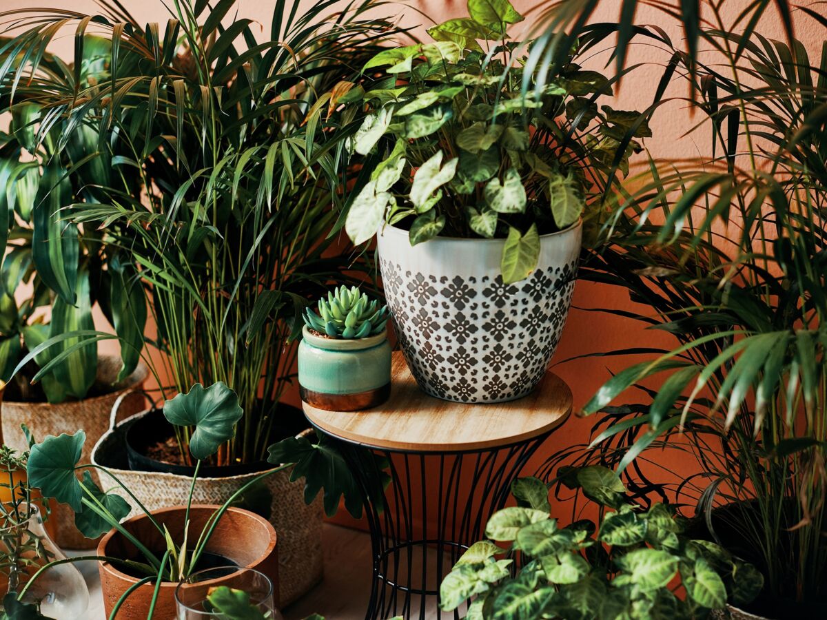 Arroser les plantes d'intérieur en hiver : 10 erreurs courantes à