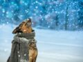 Comment bien préparer votre chien au froid et à l'hiver ? Les conseils de la vétérinaire Hélène Gateau