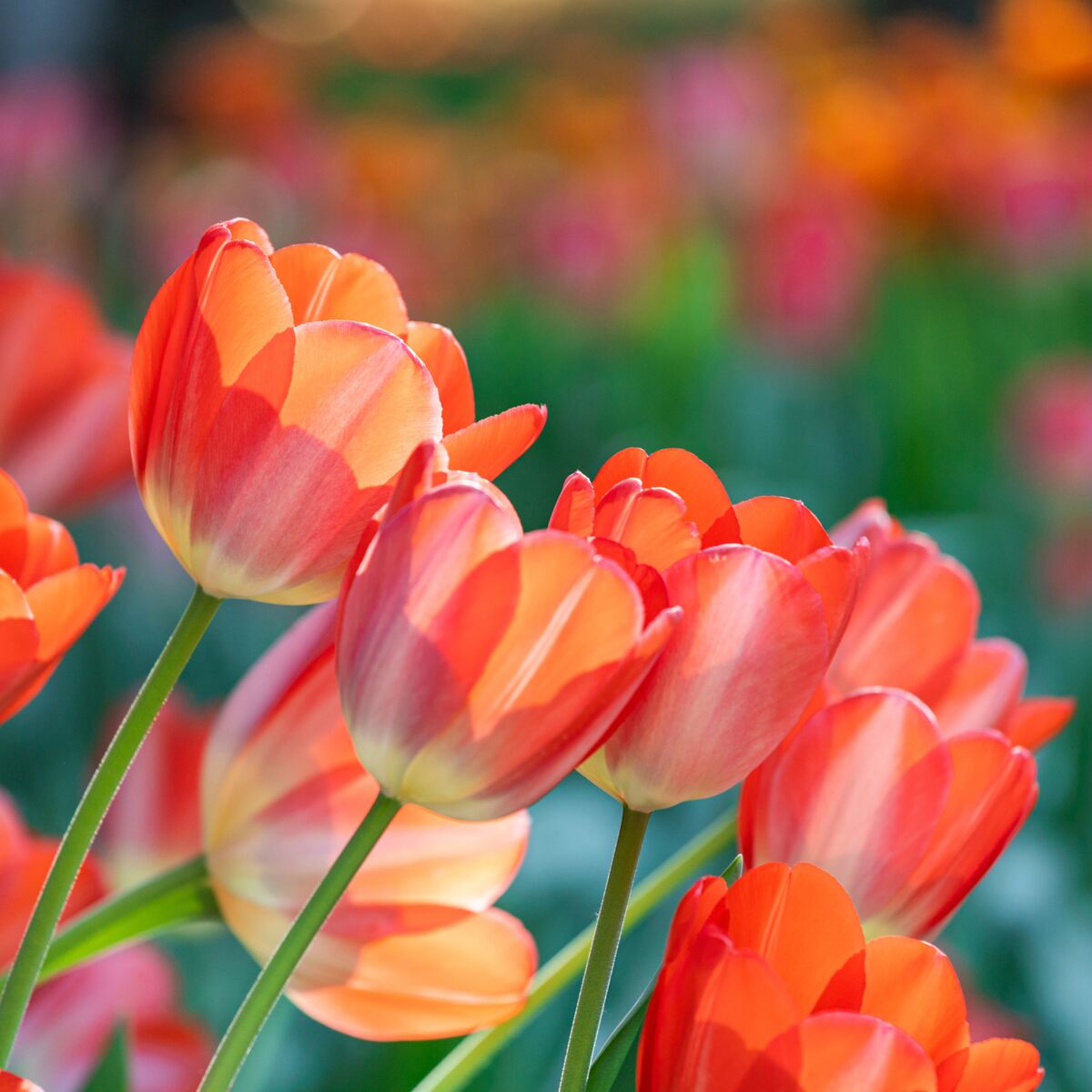 Où et quand planter des tulipes ? : Femme Actuelle Le MAG