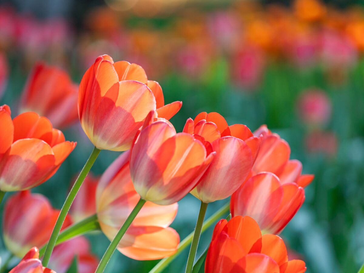 Planter des tulipes : que planter avec des tulipes ?