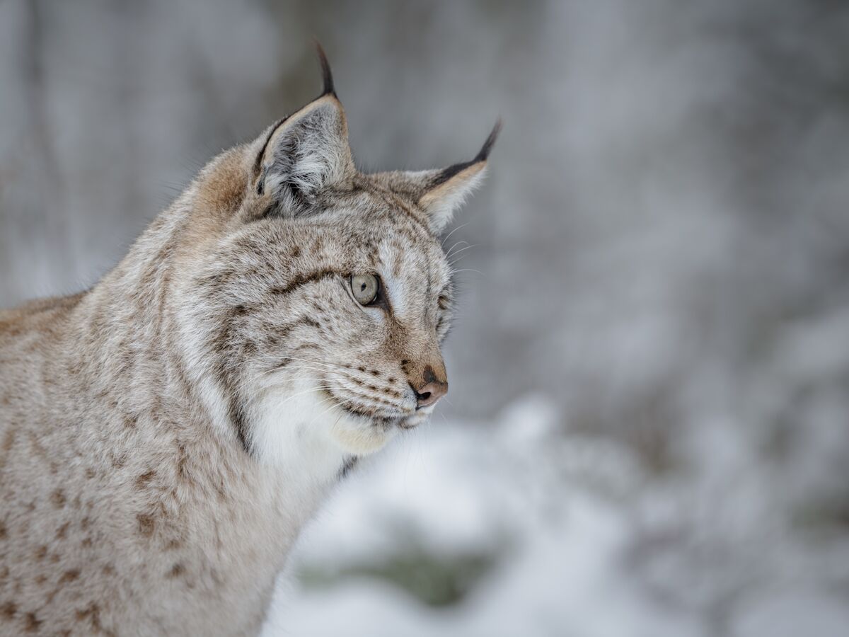 France : quelles solutions pour protéger le lynx boréal ? : Femme