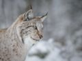  France : quelles solutions pour protéger le lynx boréal ?