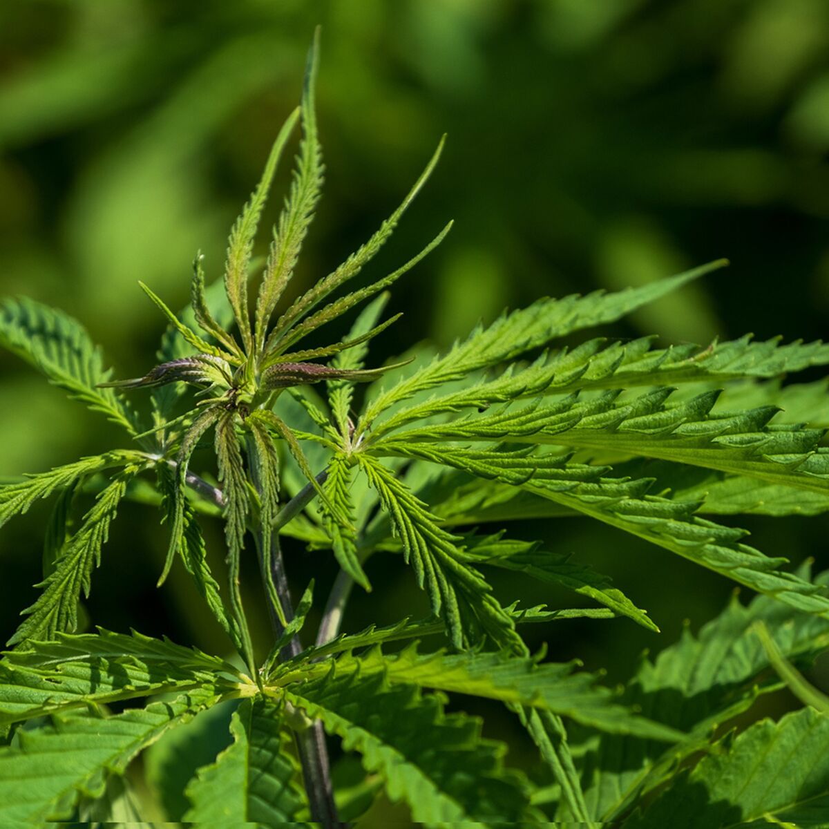 Quels sont les bienfaits des graines de cannabis ?