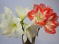 L'amaryllis, une fleur d’hiver
