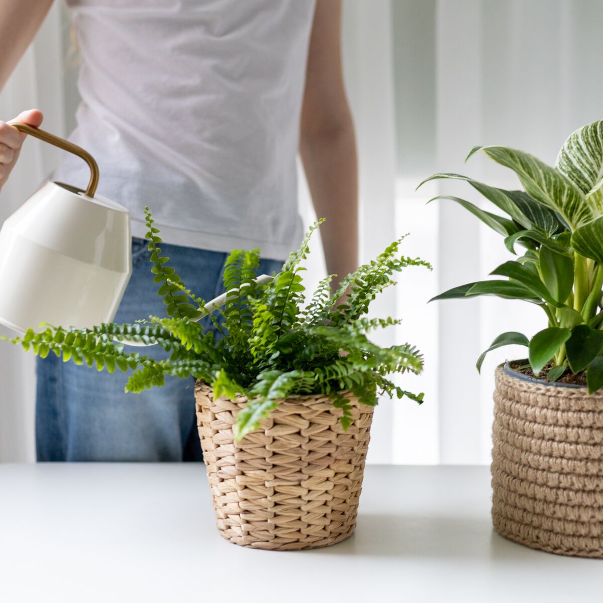 15 astuces pour éviter de tuer vos plantes pendant les vacances - M6