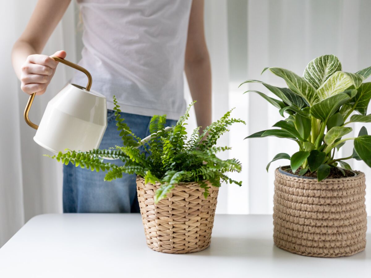 5 astuces pour arroser ses plantes pendant les vacances - Elle Décoration