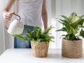 Départ en vacances : 5 solutions pour l’arrosage de vos plantes en votre absence