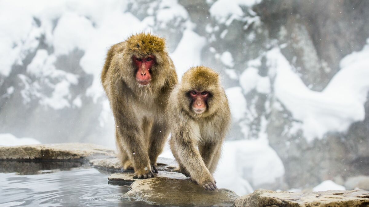 Dossier sur les singes du Japon - Maison de la culture du Japon à Paris
