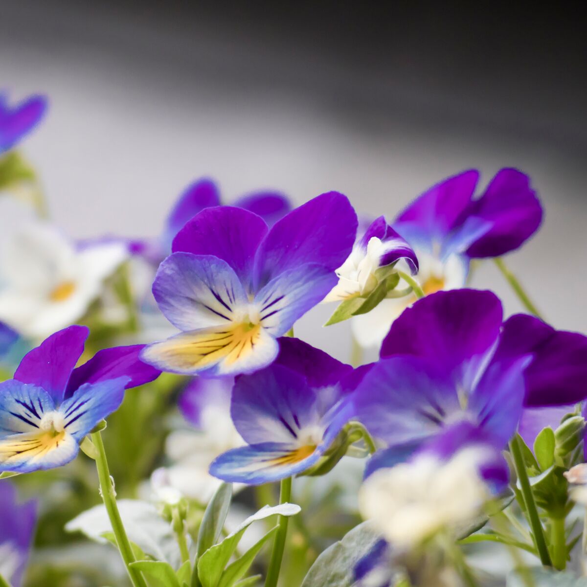 La violette : comment utiliser cette fleur en cuisine ? : Femme Actuelle Le  MAG