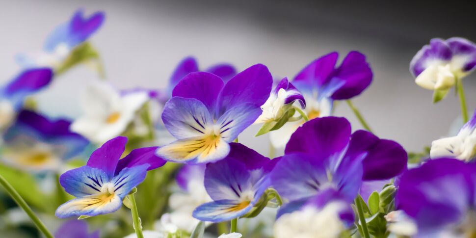 La violette : comment utiliser cette fleur en cuisine ?