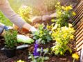 Fleurs, arbustes, fruits, légumes : que planter en mars au jardin ?