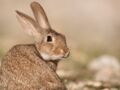 Le lapin de garenne, un mammifère menacé de disparition