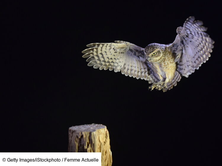 Chouette effraie, chevêchette d’Europe...à chaque oiseau nocturne son — free download