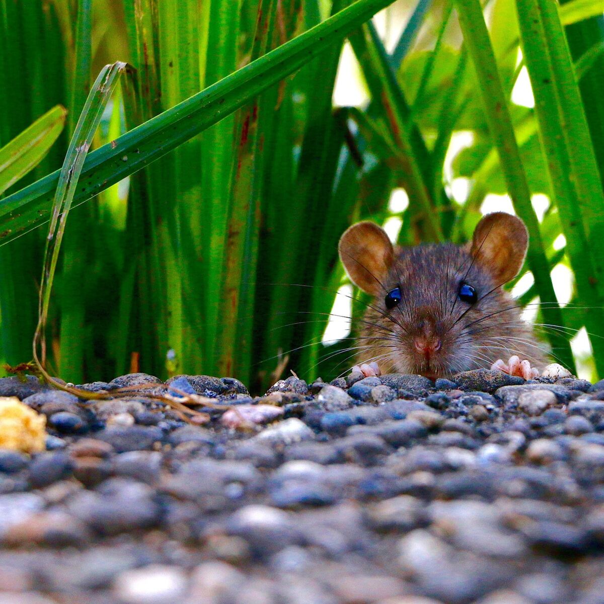 Comment se débarrasser des rats au jardin ?