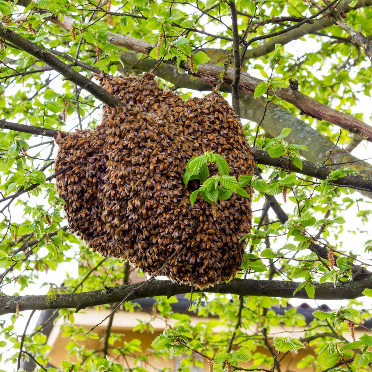 Comment se procurer un essaim d'abeilles et quelle race choisir