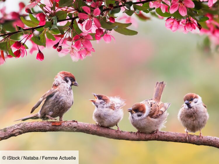 Des boules de graisse pour oiseaux : Femme Actuelle Le MAG