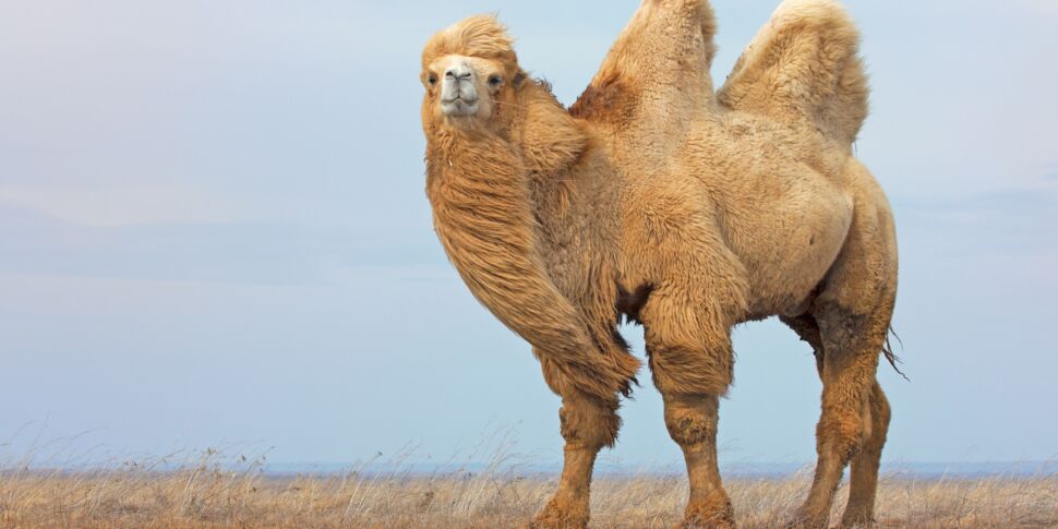 Tout savoir sur l'endurance exceptionnelle du chameau, allié des nomades