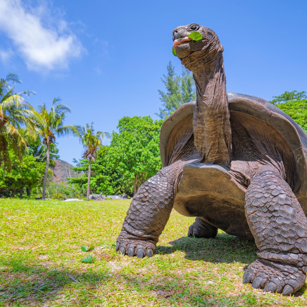 Tortue géante des Seychelles, tortue léopard, tortue des Galapagos5  tortues qui ont de quoi surprendre : Femme Actuelle Le MAG