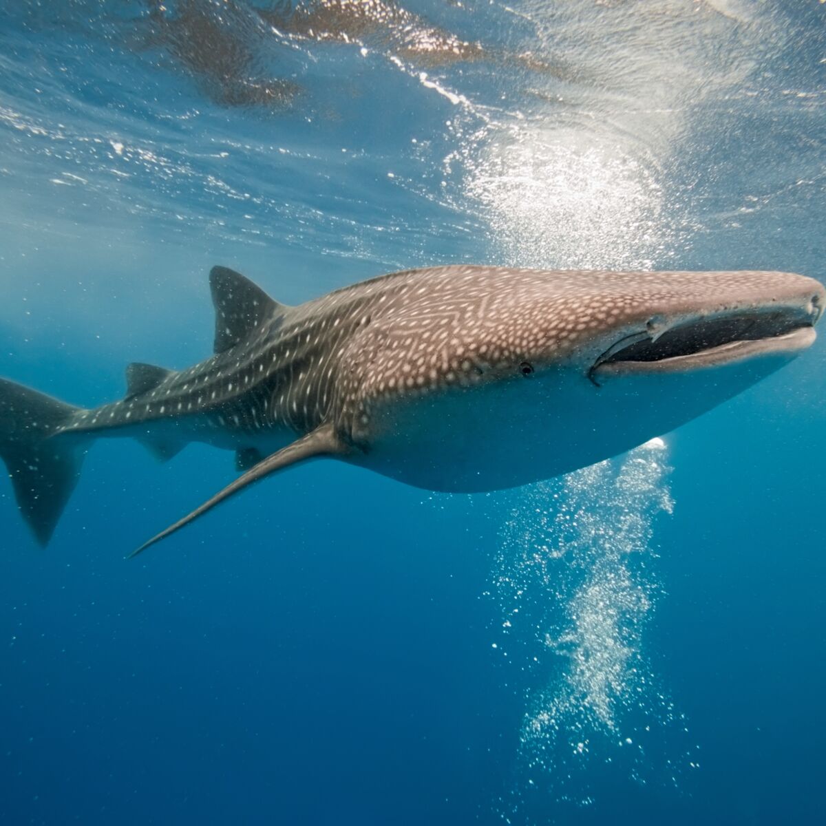 Pourquoi le requin est-il une espèce menacée ? 