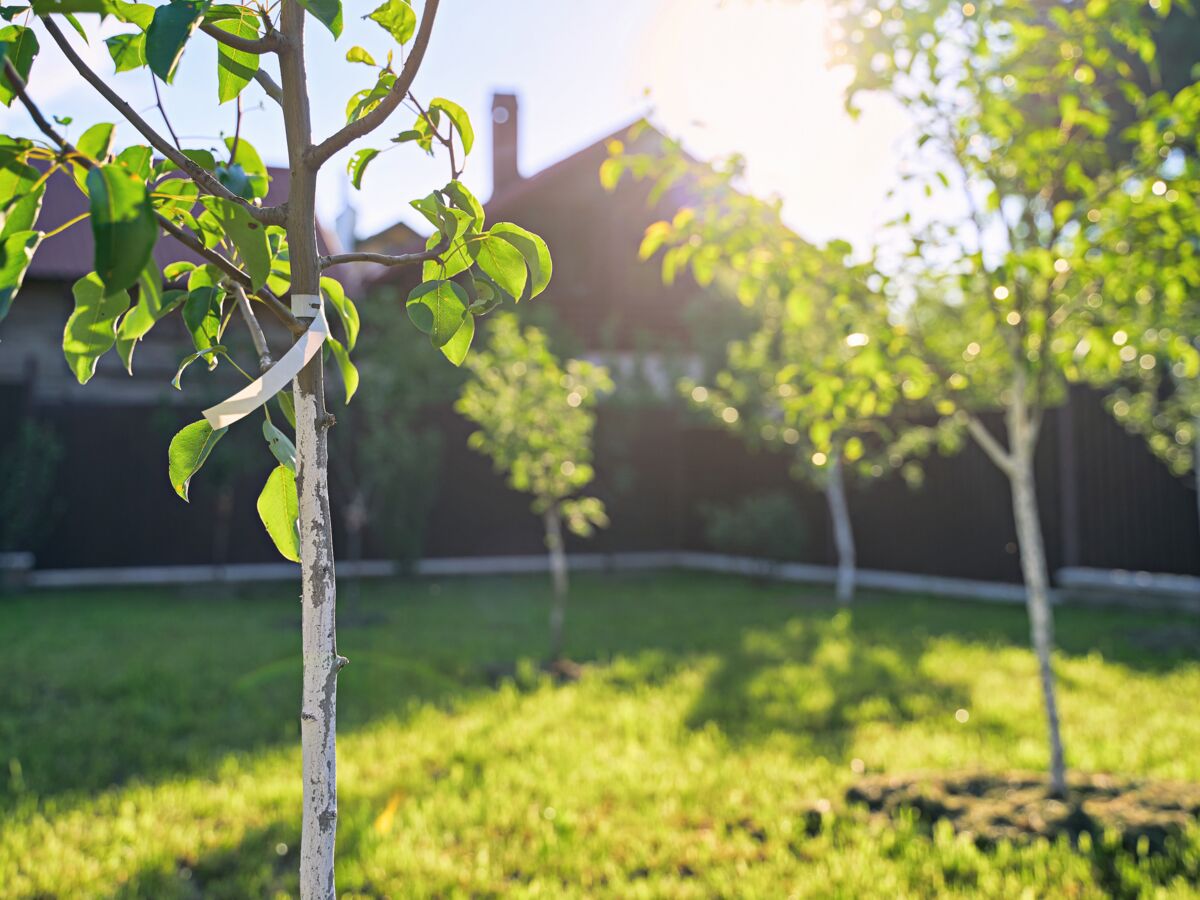 Que faire avec vos branches coupées?