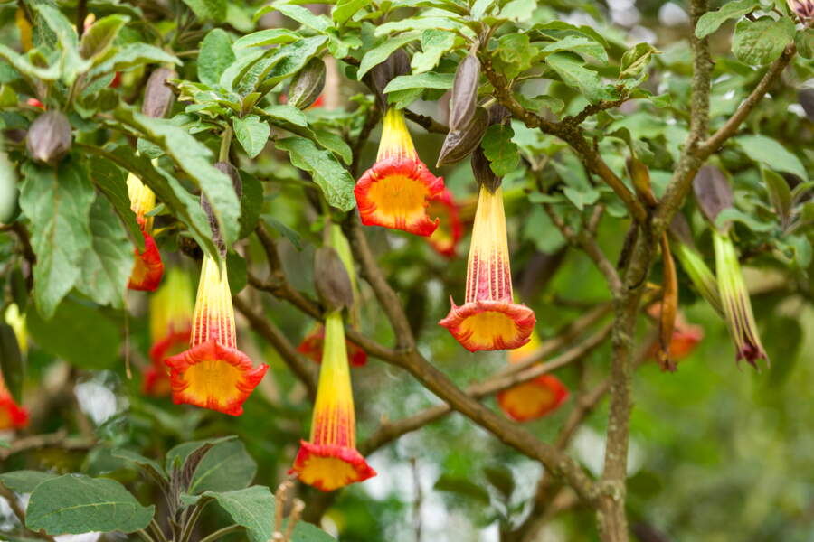 7 arbustes à clochettes faciles à cultiver pour égayer votre jardin Femme Actuelle