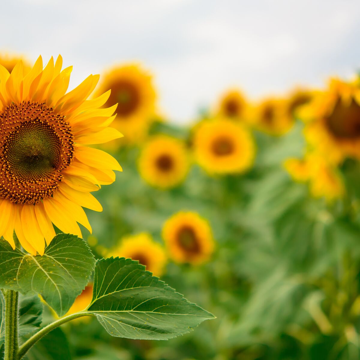 Langage des fleurs : pourquoi le tournesol symbolise le soleil, l'amour et  la fidélité ? : Femme Actuelle Le MAG