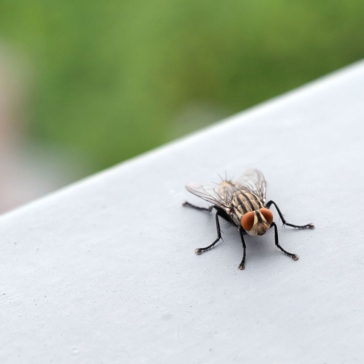 Comment se débarrasser des mouches : les astuces naturelles