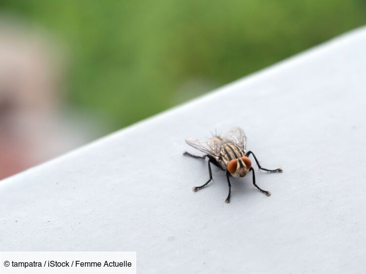Piège à mouche : tout ce qu'il faut savoir pour se débarrasser des mouches  naturellement : Femme Actuelle Le MAG