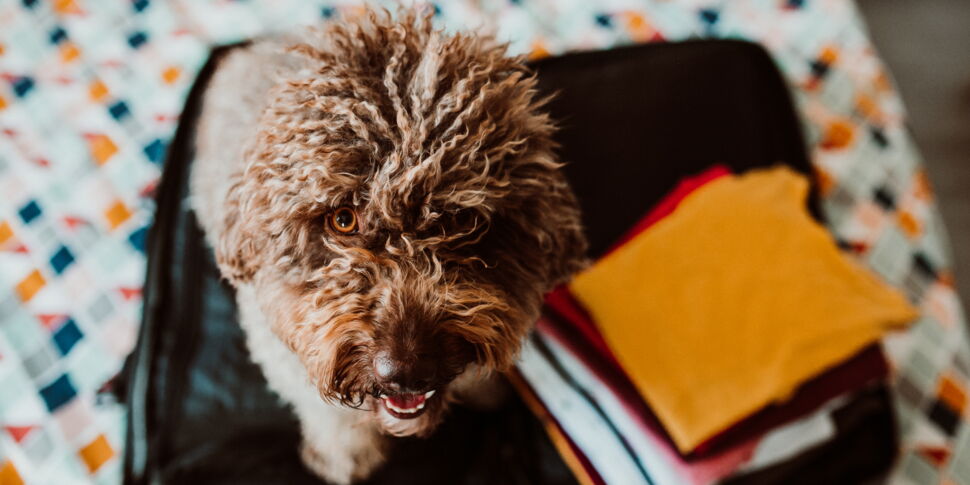 Je Pars En Vacances Avec Mon Chien Ou Mon Chat : Tout Ce Qu'il Faut ...