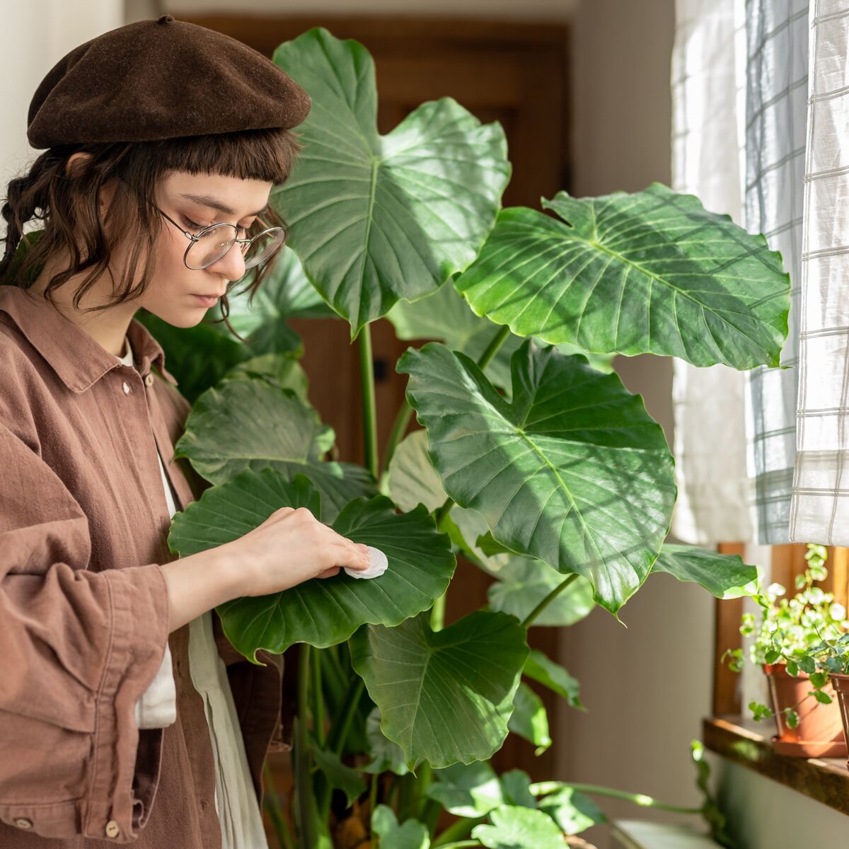 Nos astuces pour une plante verte en pleine forme : Femme Actuelle Le MAG