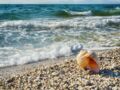 Coquillages, sable, galets, bois flotté : a-t-on le droit de les ramasser sur la plage ?