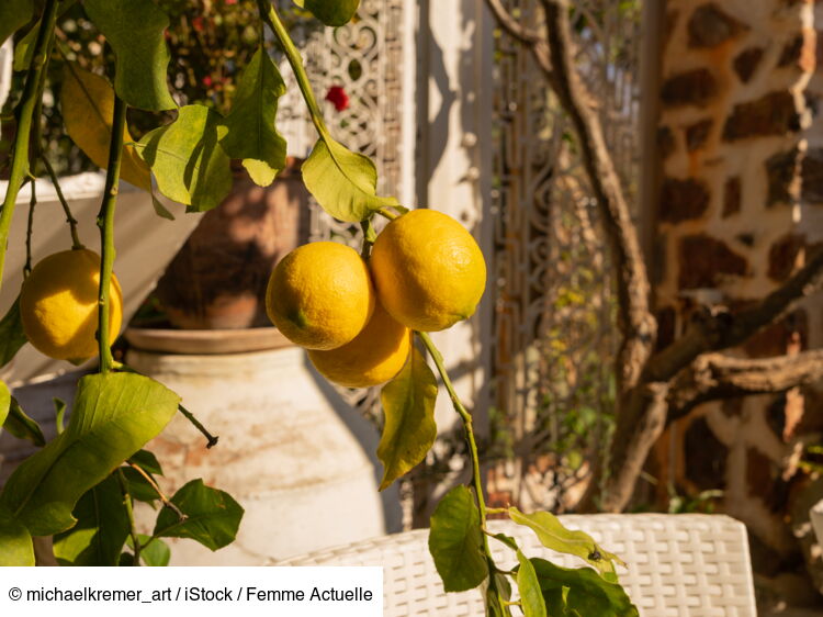 Comment faire pousser un citronnier à partir d’un pépin ? : Femme