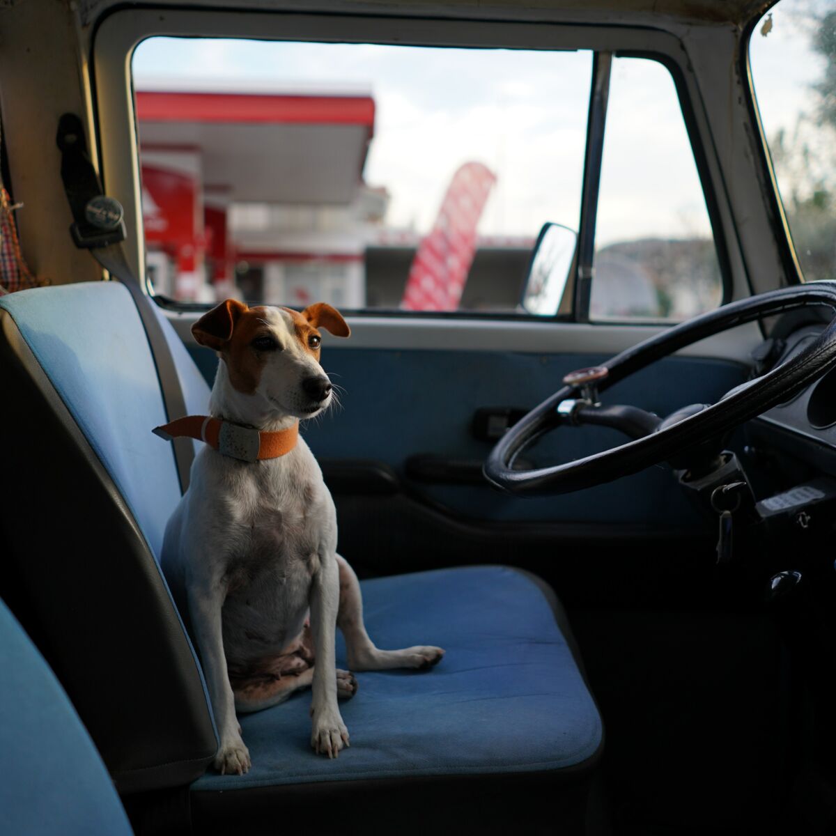 Animal de compagnie chien chat voiture ceinture de sécurité