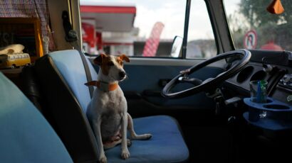 Quelles races de chiens supportent mieux les trajets en voiture