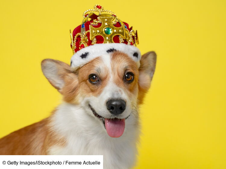 Servir / La chienne du roi