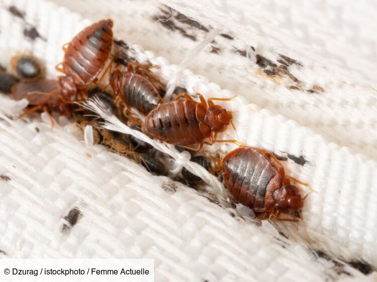 Punaises de lit : les inventions et innovations pour protéger sa maison et  piéger cet insecte envahissant - NeozOne