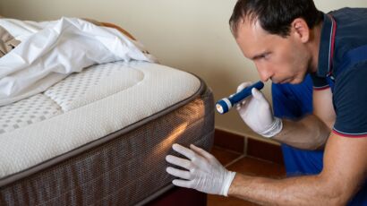 Rattus — Comment éradiquer les punaises de lit avec la terre de diatomée