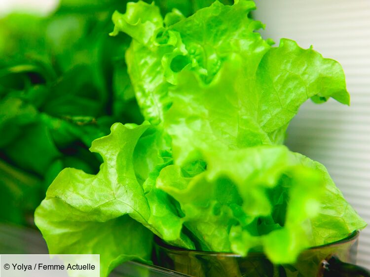Comment conserver sa salade verte fraîche plus longtemps ? 2 astuces simplissimes