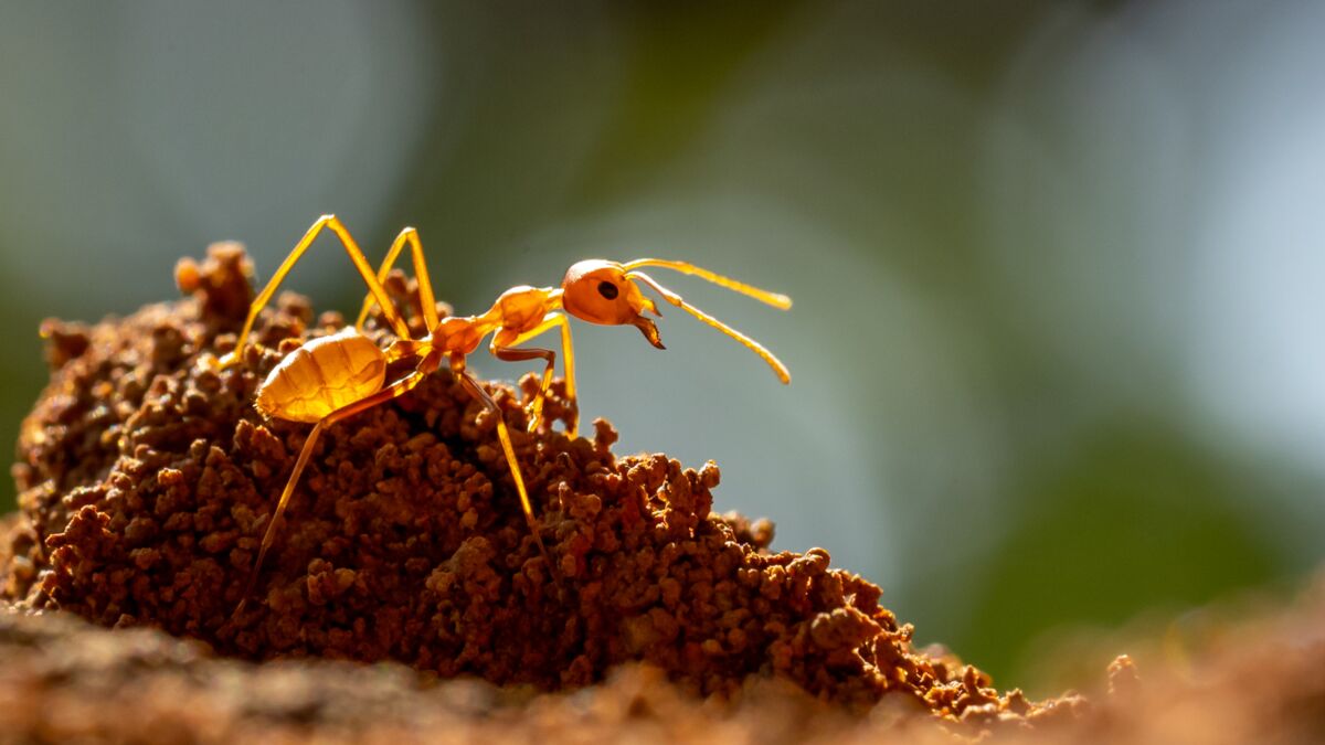 Dangereuse pour l'homme et les animaux, quelle est la fourmi