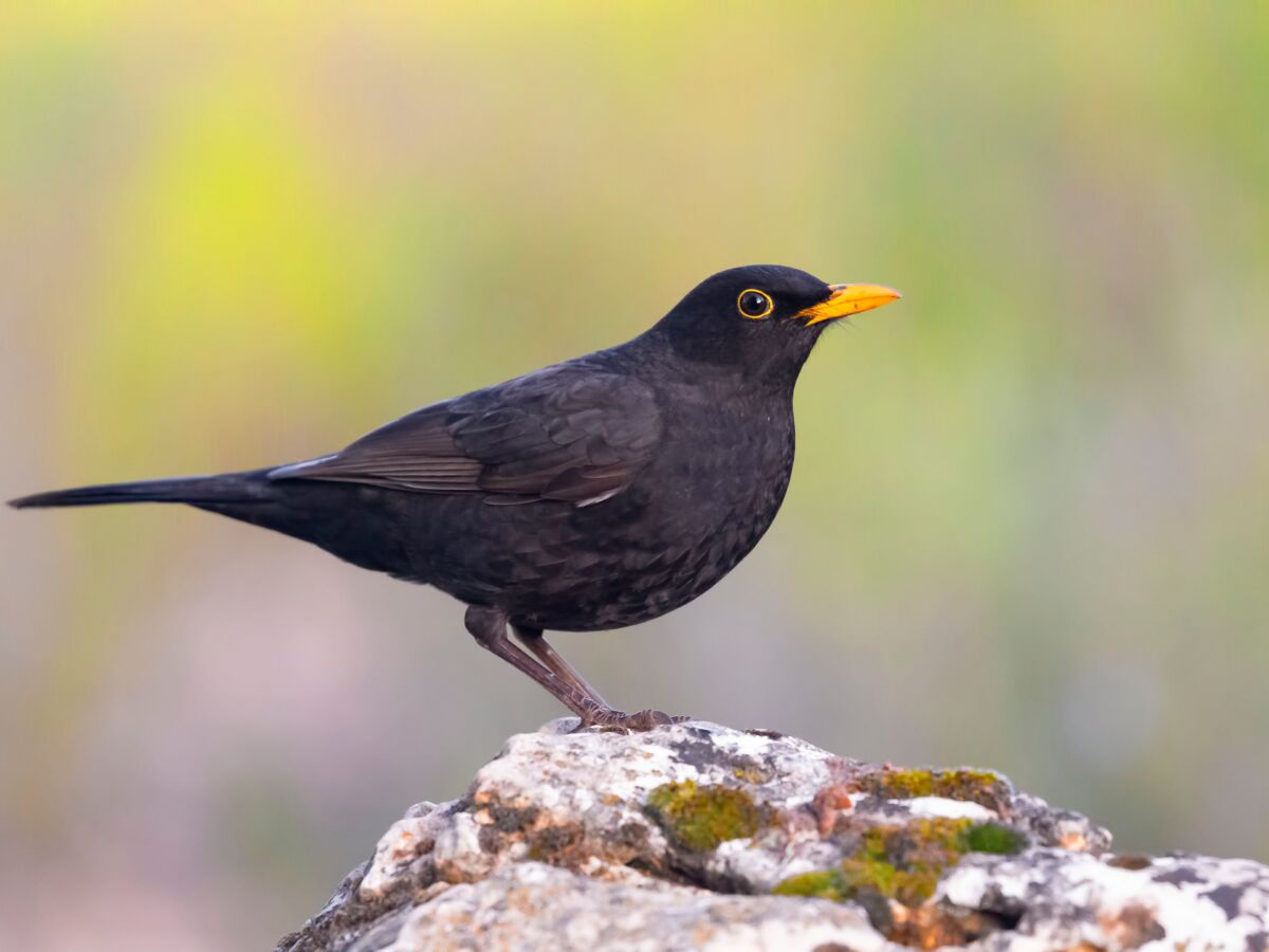 Est-ce une bonne idée de nourrir les oiseaux en automne ? : Femme