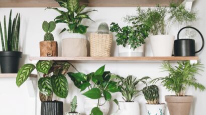 Comment augmenter l'humidité de vos plantes — La Résidence