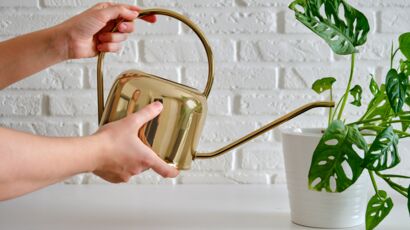 Comment nettoyer et faire briller ses plantes vertes ? : Femme Actuelle Le  MAG