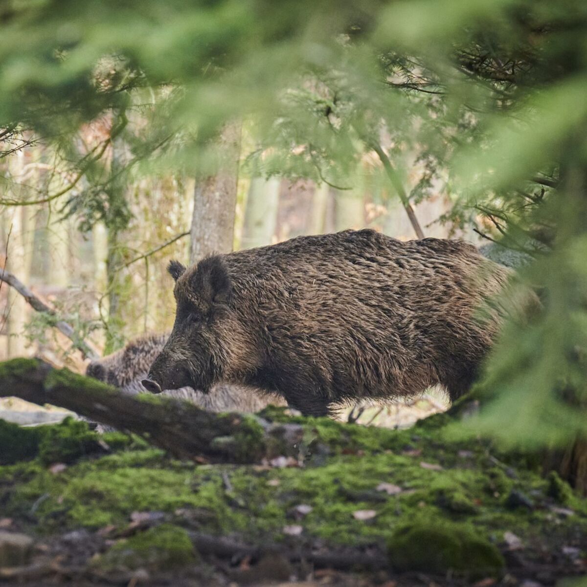 Médecine : pourquoi le cochon est-il le meilleur ami de l'homme