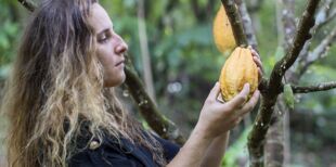 Martinique : reportage dans une plantation de cacaoyer