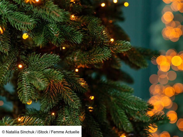 Punaises de lit, coccinelles, pucerons mon sapin de Noël peutil être — free download