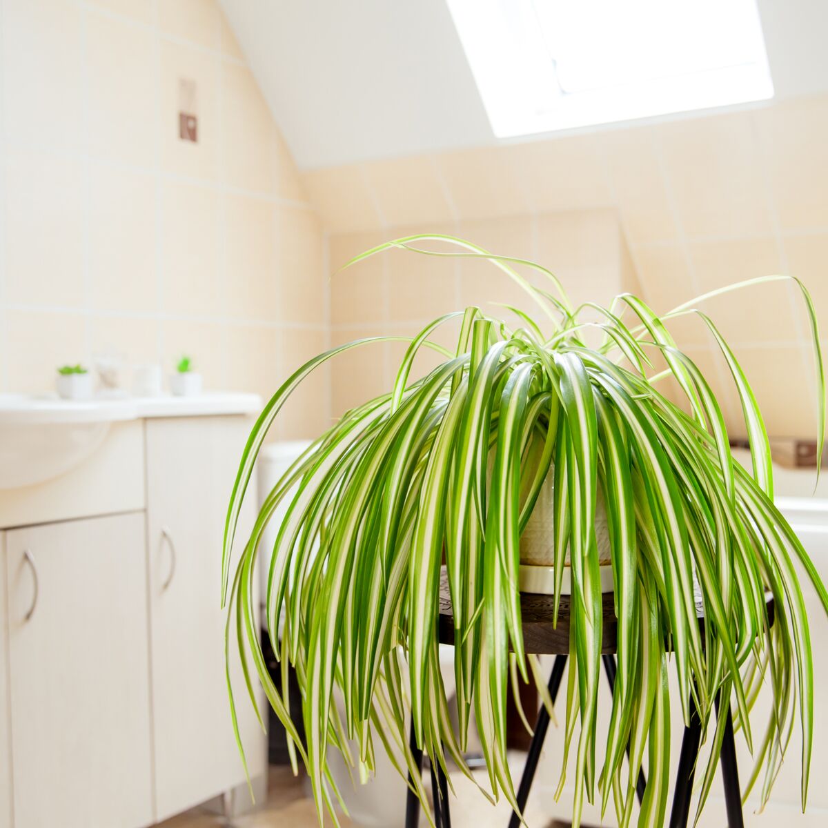 Ces 5 plantes absorbent l'humidité dans la maison !