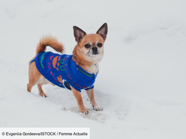 Chihuahua et petits chiens : comment les protéger du froid en hiver ?
