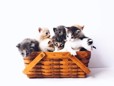 Tarot des chats : la signification des 25 lames 