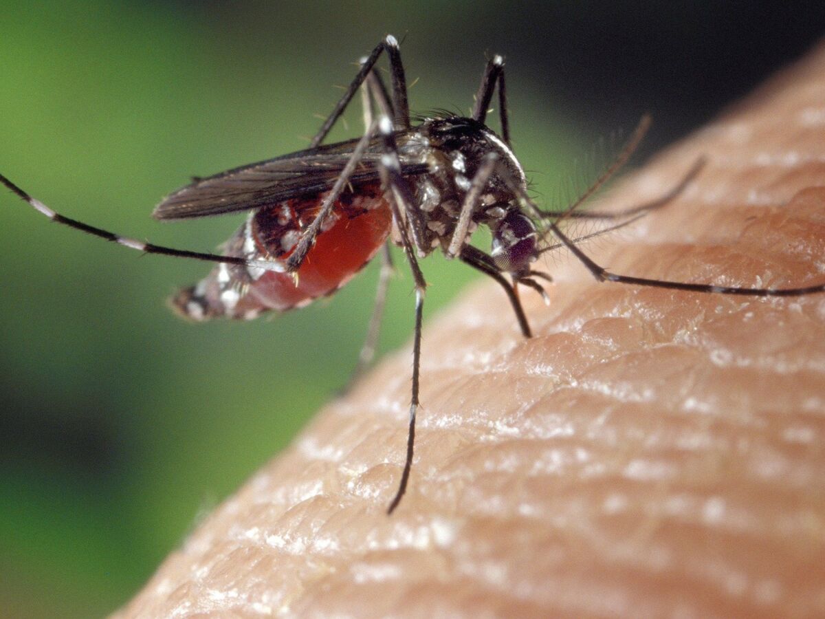 Anti-moustiques : 4 trucs qui ne fonctionnent absolument pas pour les repousser